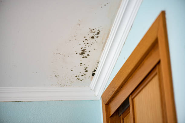 Office Mold Removal Services in Simpsonville, KY