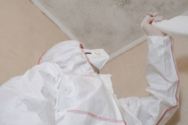 Best Mold Removal Company Near Me  in Simpsonville, KY