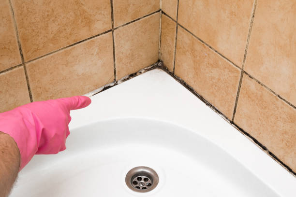 Best Same-Day Mold Removal  in Simpsonville, KY